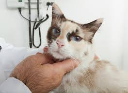 Check spelling or type a new query. Kenapa Kelenjar Kucing Bengkak Lymphadenopathy Eintan Nurfuzie Lifestyle Beauty Travel Tips Rawatan Kucing Review