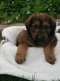 Heritage manor labradoodles guardianship application. Mina Labradoodle Puppy For Sale In Millersburg Ohio Classified Americanlisted Com