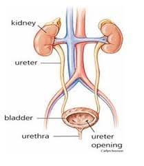 Dalam keadaan normal, ginjal membentuk cairan ketuban (sebagai air kemih) dan tidak adanya cairan ketuban menyebabkan gambaran ginjal setiap hari mengeluarkan sekitar dua liter air dari dalam tubuh manusia. Pelayanan Batu Saluran Kemih Rumah Sakit Akademik Ugm
