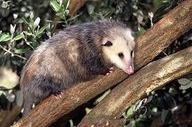 Other characteristics of possums and opossums. Opossums Your Garden S Evening Clean Up Crew Los Angeles Times