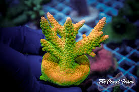 Image result for Cremaspora