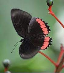 Pin De Liem Men Sang En Inspiration Mariposas