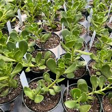 Image result for Senecio greenwayi