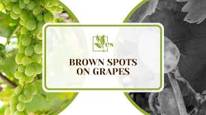 Grapes Have Brown Spots: Are They Safe To Eat?