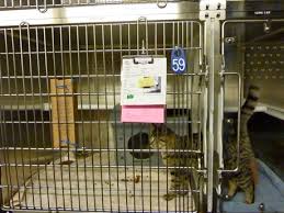 Maybe you would like to learn more about one of these? Facility Design Shelter Animal Housing And Shelter Population Management University Of Wisconsin Madison Shelter Medicine Program