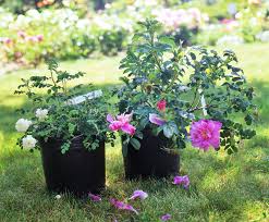 We did not find results for: Where And How To Buy Rose Bushes Rose Notes