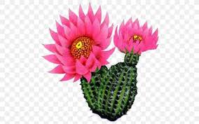Use our easy step by step tutorial to create a diy abstract heart painting on any canvas size. Cactus Flower Plants Clip Art Prickly Pear Png 512x512px Cactus Blossom Caryophyllales Cut Flowers Drawing Download