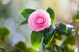 While great flowers don't have to cost the earth, history has taught us that sometimes people will shell out a small fortune on bouquets. Favorite Camellia Varieties Plus Expert Planting And Growing Tips Hgtv