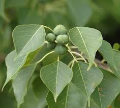 Maybe you would like to learn more about one of these? Plants Of Louisiana