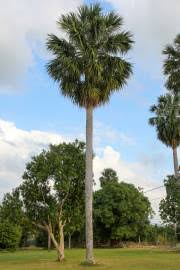 Image result for Sabal domingensis