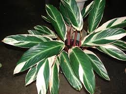 Image result for Ktenante Ctenanthe