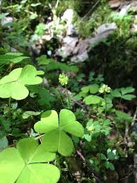 Moskusurt moskusurt (adoxa moschatellina) er ei plante i moskusurtslekta i moskusurtfamilien. Https Www Fylkesmannen No Link 06ca125b528b481f80386ce5560ef84f Aspx