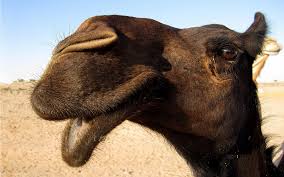 Well, a camel is a horse designed by a committee. A Camel Is A Horse Designed By A Committee