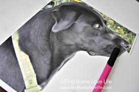 Commission a royal pet portrait from photo for his highness or her majesty to seek your immense love in an imperial manner with portraitflip. Paint Your Own Pet Portrait Using Mod Podge First Home Love Life