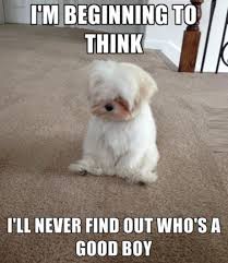 Cute Animal I Cute Animal I Love You Meme Love