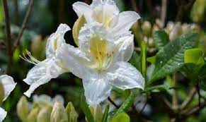 I tulipani sono fiori primaverili, biennali che sbocciano tra il mese di aprile fino all'inizio dell autunno. Fiori Primaverili Profumati Idee Green
