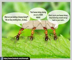 Ants At Work Do Not Disturb Disturbing Work Ants