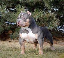 American Bully Wikipedia