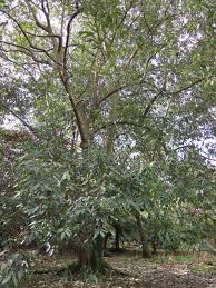 Image result for Pachycarpus firmus