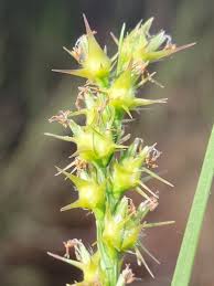 Image result for Cenchrus incertus