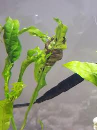 Maybe you would like to learn more about one of these? Is This Java Fern Dying Plantedtank