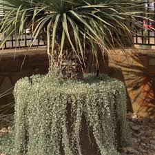 Image result for Dichondra