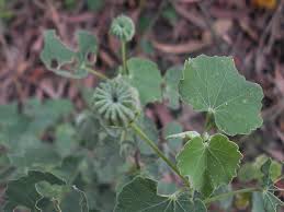 Image result for Sida veronicifolia