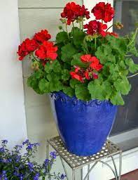 Geraniums In Containers Red Geraniums In Blue Ceramic Pots Red Geraniums Potted Geraniums Container Flowers