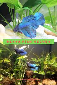 Betta Fish Velvet In 2020 Betta Fish Betta Fish Tank Betta