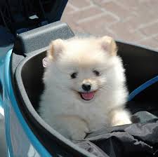 Samoyed puppy for sale in san bernardino, ca, usa. Steve Morris Took This Photo Of This Adorable Samoyed Puppy In The Carrier Of His 2006 Vespa Lxv 150 Such A Cute Dog Samoyed Puppy Cute Dogs Dogs