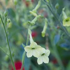 Image result for Nicolasia coronata