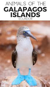 They include animals only found in the galapagos islands such as the flightless cormorant, galapagos flamingo, galapagos penguins, darwin's finches, marine iguanas, and more. Galapagos Islands Animals Galapagos Islands Animals Galapagos Islands Galapagos