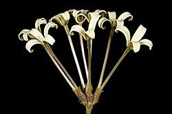 Image result for Kohautia