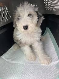 After learning more about pet friendly airlines and pet travel best practices, however, you may find air travel to be the best and most streamlined option. Buckeye Pet Transport Home Facebook