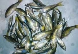 Cara Budidaya Ikan Wader Kolam Tanah Yang Baik Dan Mudah Ikan