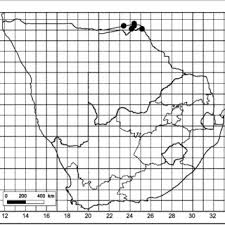 Image result for Rourea orientalis