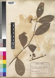 Image result for Pentadiplandraceae