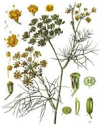 Image result for Foeniculum vulgare