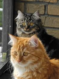 Tango Und Mocking Bird Von Sinthari Beide 7 Monate Alt Kedi Cats Kittens Ve Cute Animals