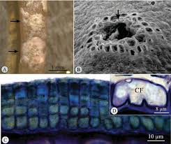 We did not find results for: Epiphytic Coralline Algae Melobesia Membranacea Image 1b From Download Scientific Diagram