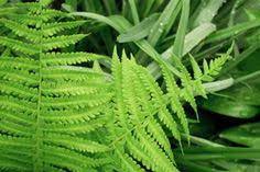 Maybe you would like to learn more about one of these? 17 Garden Non Flowering Plants Ideas Plants Planting Flowers Garden