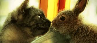 On desktop right click the animation and select save. The 12 Cutest Animal Pairings Cute Animals Animals Animal Gifs