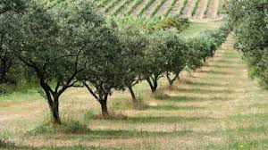 Creation D Une Oliveraie Oleiculture