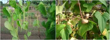 Image result for Dioscorea cayenensis