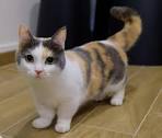 Munchkin Cat Breed Profile | Petfinder