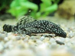 Maybe you would like to learn more about one of these? 7 Best Aquarium Bottom Cleaners