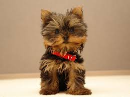 Top 10 Cutest Small Dog Breeds Top Inspired Cute Small Dogs Cute Puppy Wallpaper Cutest Small Dog Breeds