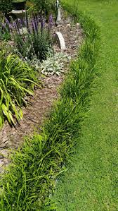 I have monkey grass in several areas of my garden, but i have to keep an eye on it, or it will spread everywhere. Controlling Monkey Grass How To Manage And Get Rid Of Liriope