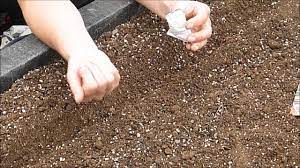 Judging by seed usage, it is among the top ten vegetable crops on an area basis. How To Grow Carrots From Seed Youtube