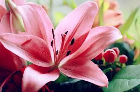 Resultado de imagen de flores